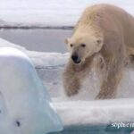 beluga whale and polar bear