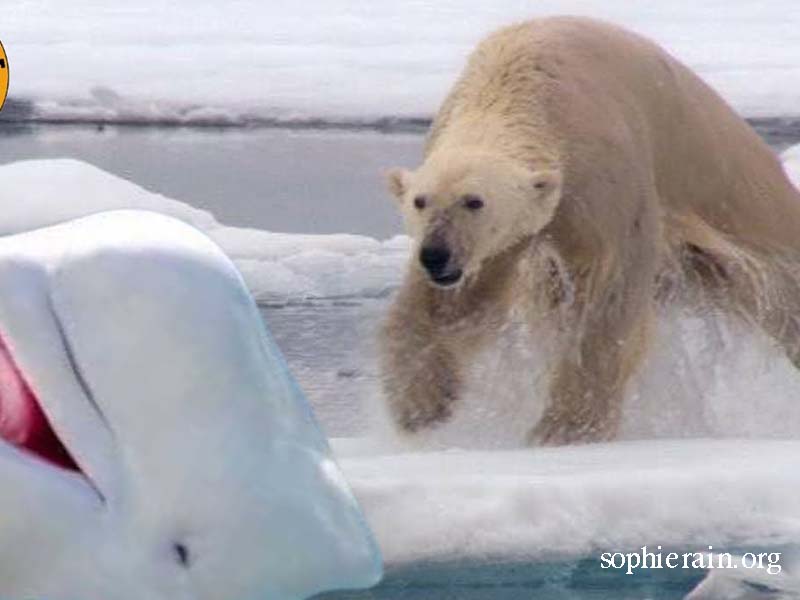 beluga whale and polar bear