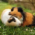 guinea pigs