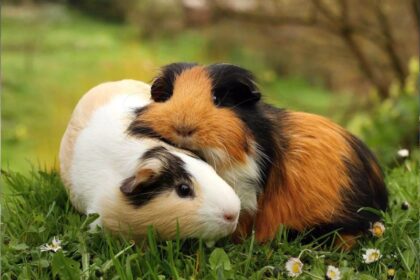 guinea pigs