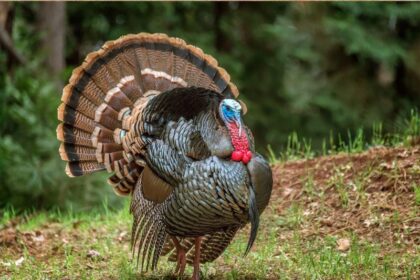 wild turkey with gold feathers